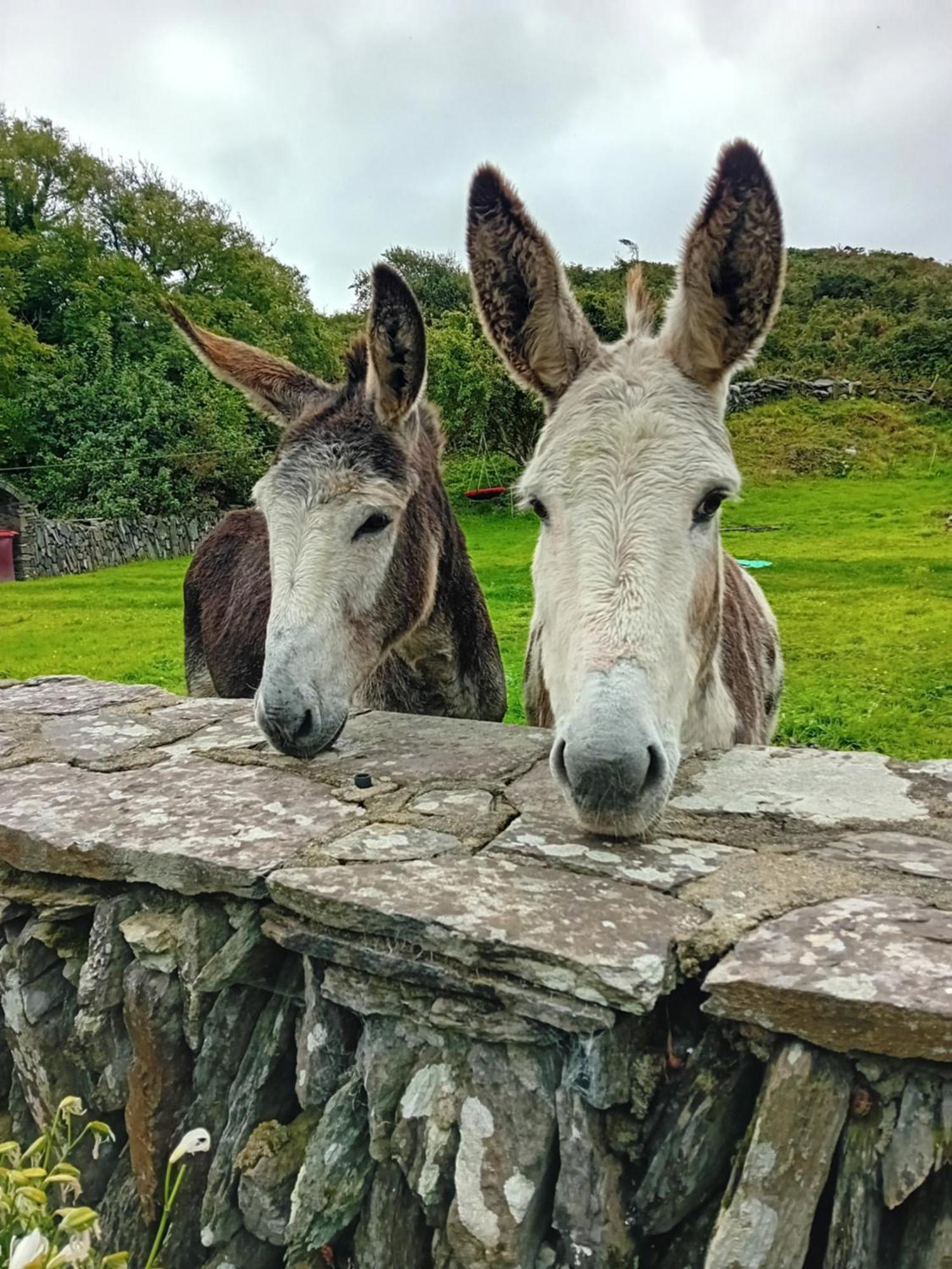 Apartmán The Hideaway Tragumna A Hidden Gem In The Hills Drishanebeg Exteriér fotografie